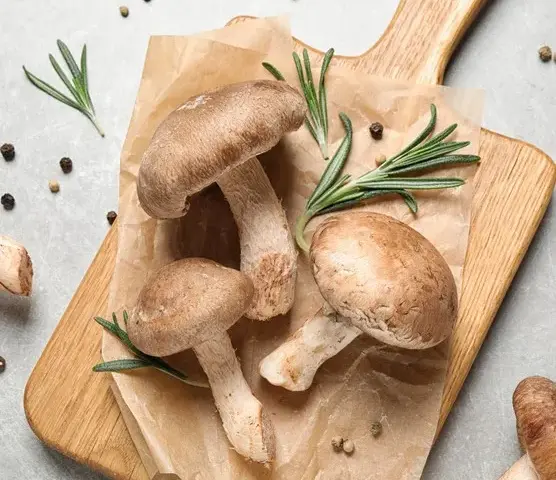 Czy pies może jeść grzyby? Dowiedz się, co może mu zaszkodzić