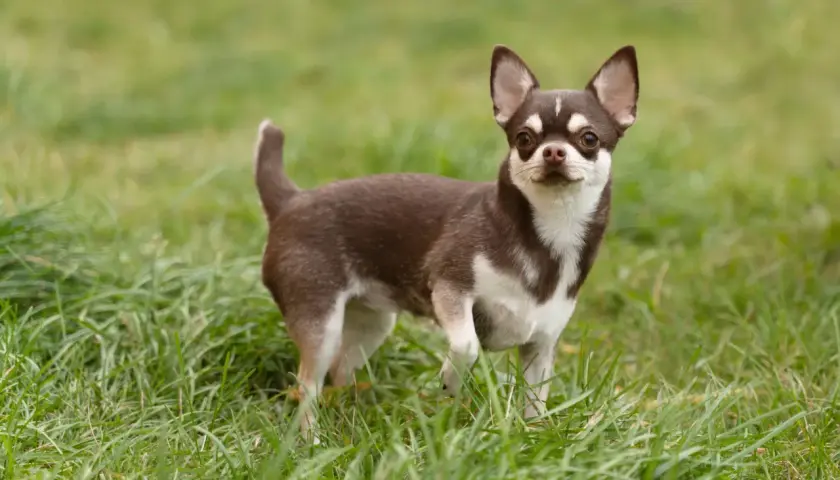 Uroczy chihuahua krótkowłosa z brązowo-białym umaszczeniem stoi na zielonej trawie, patrząc wprost na widza.