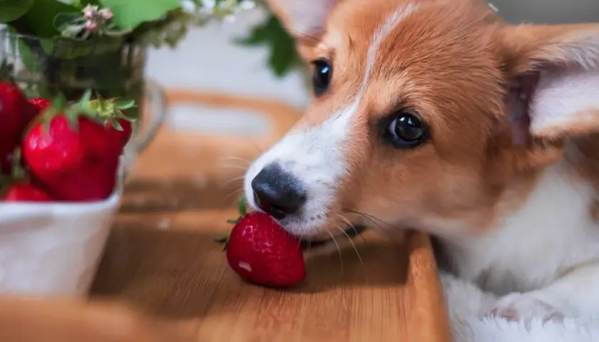 Corgi delikatnie wącha truskawkę, zastanawiając się, czy pies może jeść truskawki.