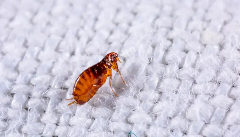 Makro zbliżenie na pchłę, która ma brązowy, spłaszczony odwłok i widoczne odnóża. Oto jak wygląda pchła na białej tkaninie.