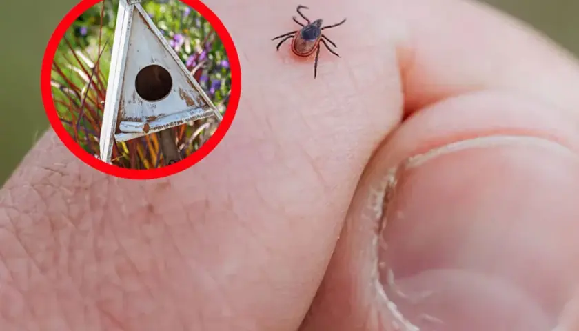Kto zjada kleszcze? Odkryj naturalnych wrogów tych pasożytów
