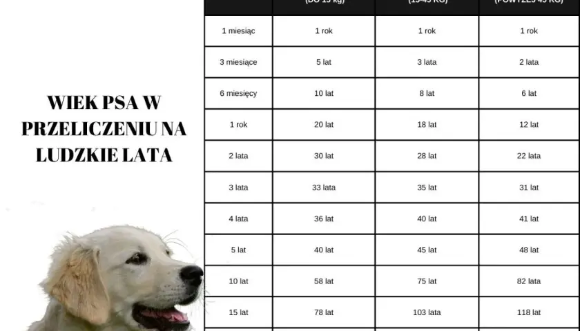 Tabela porównująca wiek psa i człowieka, z uwzględnieniem wagi. Golden retriever na zdjęciu symbolizuje psy, dla których waga jest kluczowa.