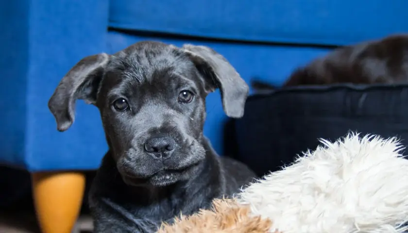 Uroczy szczeniak cane corso blue z wielkimi uszami, leżący na miękkich zabawkach.