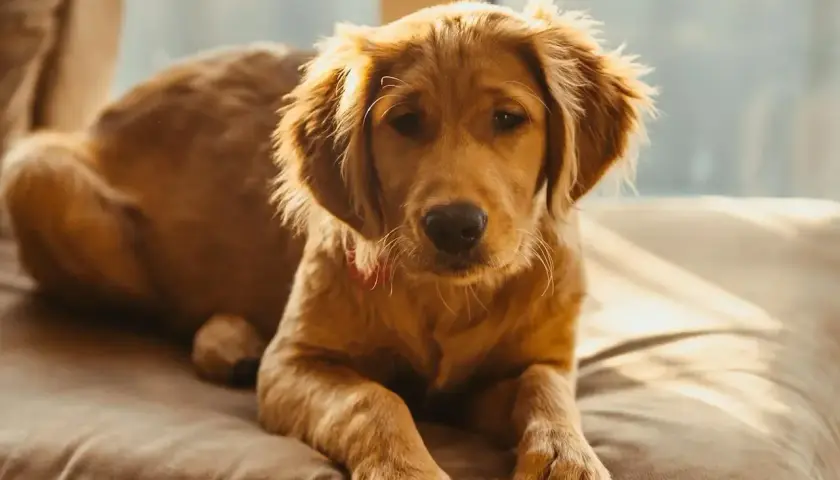 Słodki szczeniak golden retriever leży na kanapie. Zastanawiasz się, czy pies może jeść orzechy? Lepiej nie ryzykuj.
