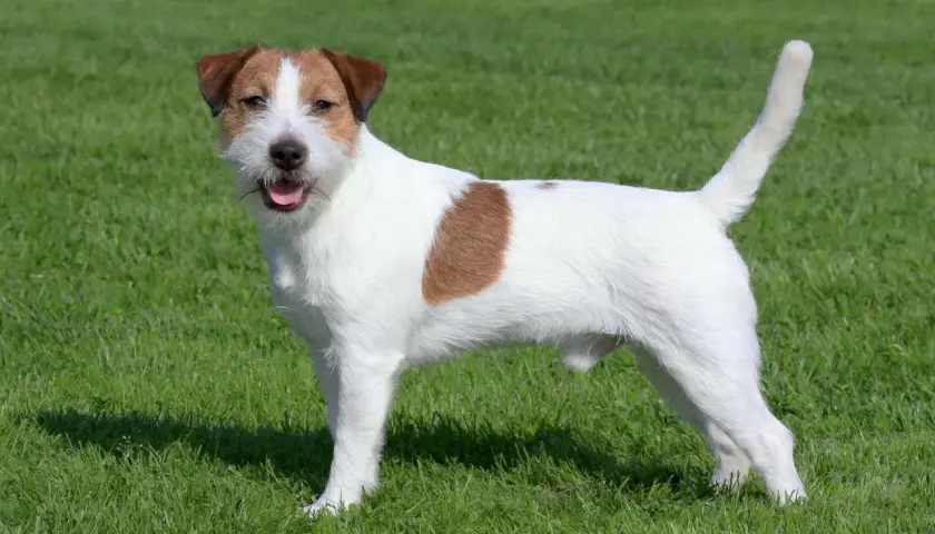 Jack Russell Terrier usposobienie: energiczny, wesoły piesek na zielonej trawie.
