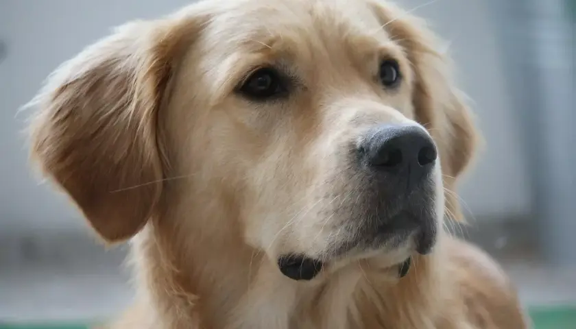 Portret golden retrievera. Jego sierść mieni się wspaniałymi, złotymi kolorami, od jasnego beżu po głęboki karmel.