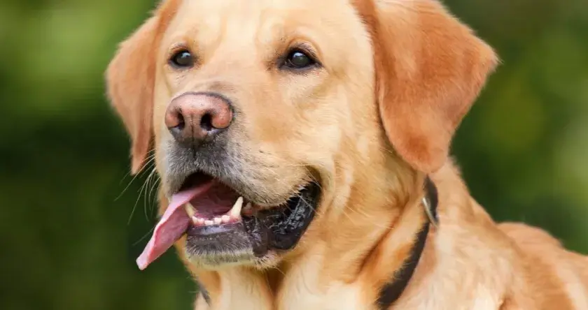 Jaką obrożę dla golden retrievera wybrać, aby zapewnić komfort?