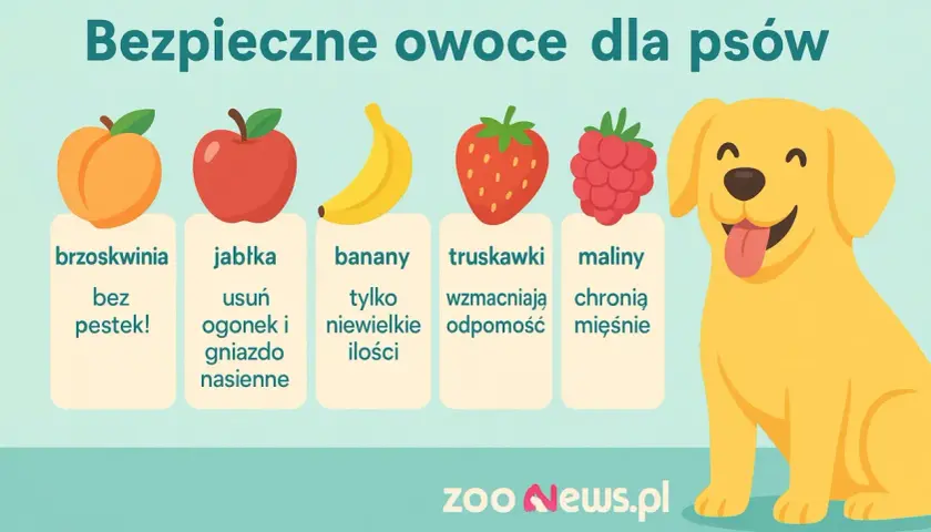 Bezpieczne owoce dla psów: brzoskwinie bez pestek, jabłka (bez gniazda nasiennego), banany (w małych ilościach), truskawki i maliny.