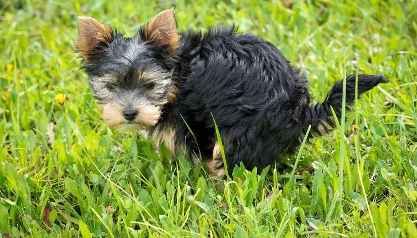 Mały yorkshire terrier w trawie, który właśnie zrobił zieloną kupę.