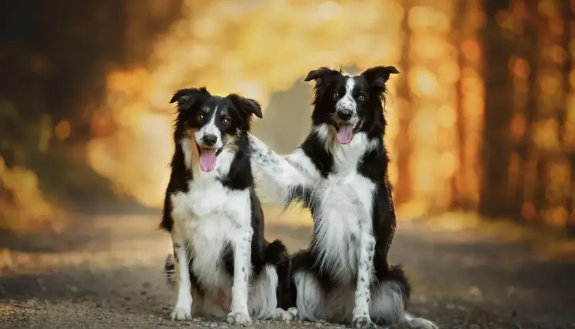 Dwa urocze psy rasy średniej, border collie, siedzą obok siebie na leśnej ścieżce, jeden obejmuje drugiego łapą.