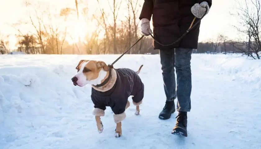 Jaka temperatura zabija kleszcze? Sprawdź, jak ich uniknąć zimą