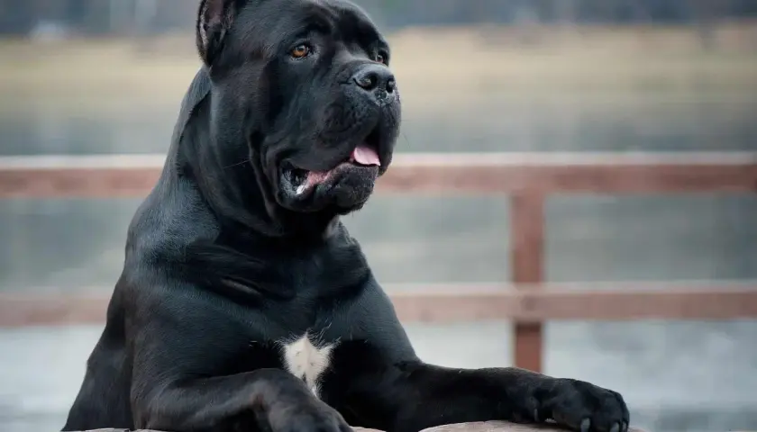 Potężny pies rasy cane corso, którego waga imponuje, opiera się o drewniane pnie.