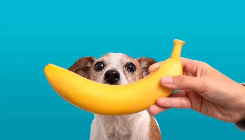 Czy pies może jeść banana? Uroczy piesek z zaciekawieniem patrzy na banana trzymanego przez rękę.