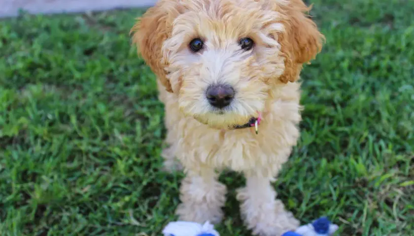 Uroczy szczeniak labradoodle z zabawką. Zastanawiasz się nad labradoodle cena?