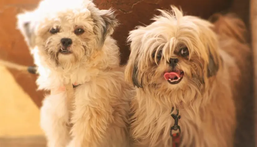Dwa urocze pieski Shih Tzu, jeden z nich z językiem na wierzchu, zastanawiają się, czy pies może jeść bułkę.