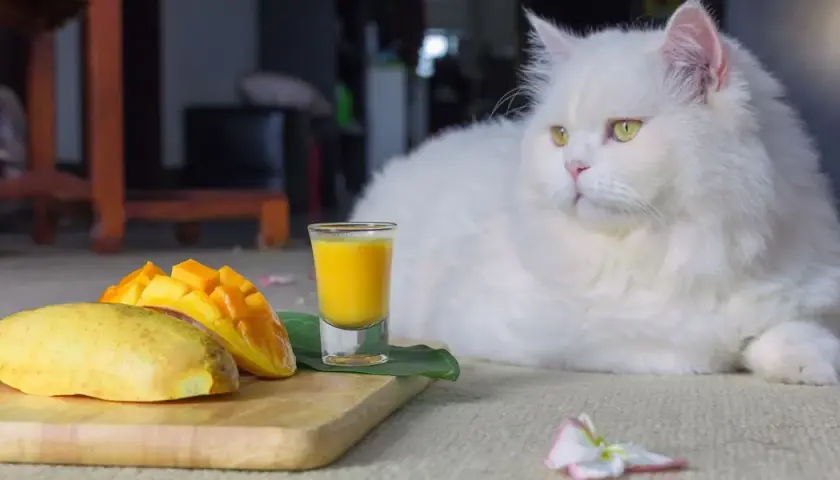 Czy koty mogą jeść mango? Sprawdź, jakie mogą być skutki zdrowotne