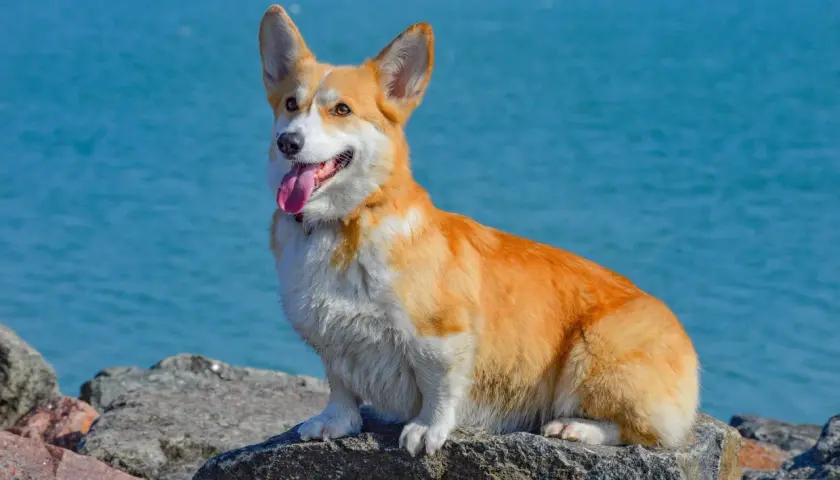 Radosny corgi o rudym futrze siedzi na kamieniach nad błękitną wodą. Jego wesoły charakter widać w wystawionym języku i bystrych oczach.