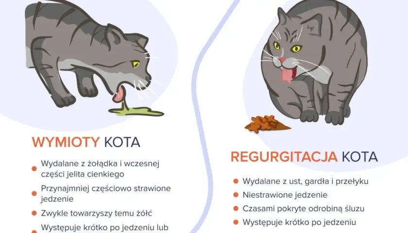 Ilustracja pokazuje dwa koty. Jeden wymiotuje, drugi regurgituje. Dowiedz się, dlaczego kot wymiotuje i czym różni się od regurgitacji.
