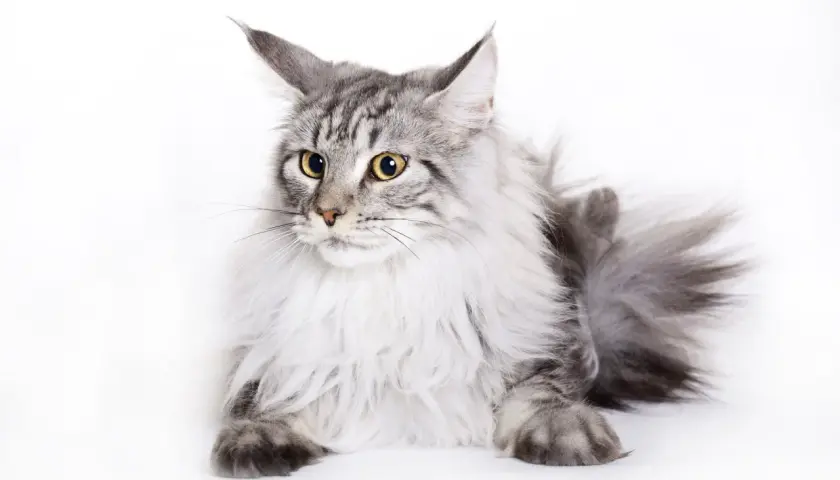Majestatyczny maine coon o srebrzystym futrze, z pewnością imponujący swoją wagą.