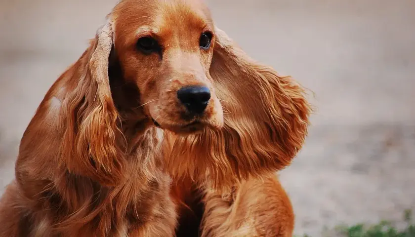 Uroczy cocker spaniel o rudym futrze z długimi, falującymi uszami, siedzi spokojnie, patrząc w bok.