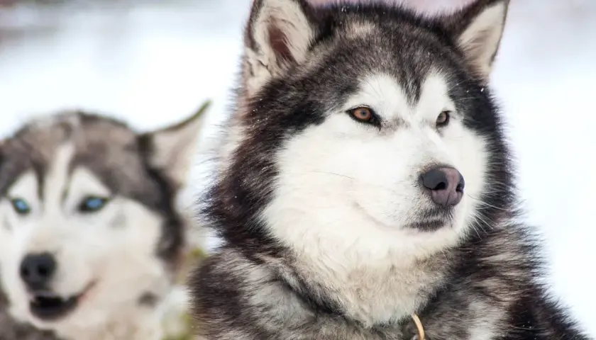 Dwa psy rasy husky długowłosy w śnieżnym otoczeniu. Jeden z nich ma brązowe oczy, drugi niebieskie.