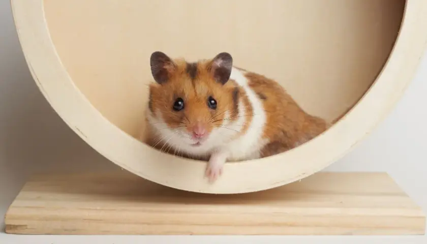 Uroczy chomik syryjski, jedna z popularnych ras chomików, odpoczywa w drewnianej spirali.