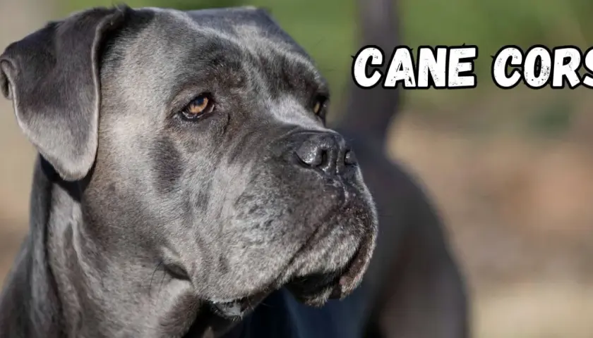 Portret szarego cane corso. Psy tej rasy, znane ze swojego lojalnego usposobienia, są doskonałymi stróżami.