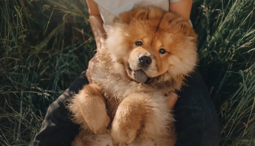 Puszysty szczeniak rasy chow chow leży na kolanach osoby w trawie. Zastanawiasz się nad chow chow cena?