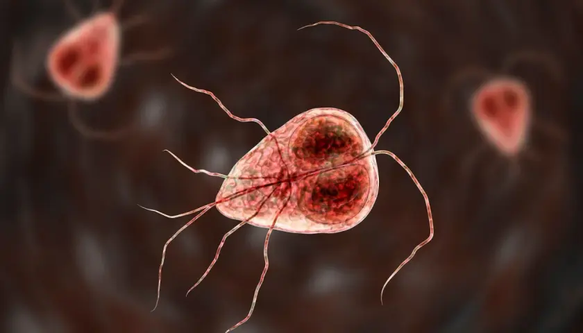 Trofazoity Giardia lamblia, pasożyty wywołujące problemy żołądkowe. Objawy lambliozy mogą być uciążliwe.