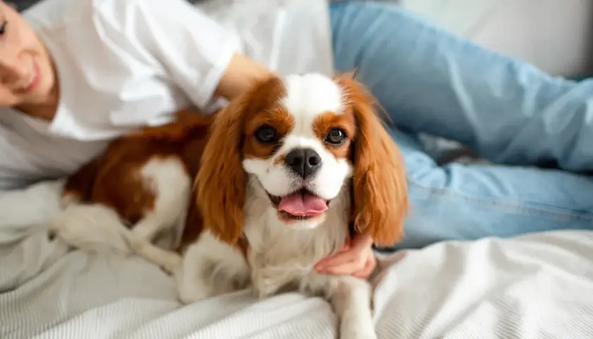 Spokojny pies do mieszkania, cavalier king charles spaniel, leży na łóżku obok uśmiechniętej osoby.