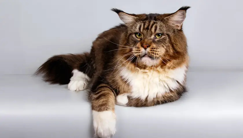 Majestatyczny kot rasy Maine Coon, jeden z najpiękniejszych kotów rasowych, z bujnym futrem i charakterystycznymi pędzelkami na uszach.