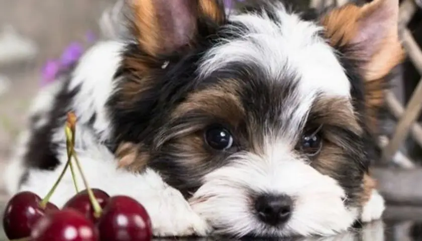 Uroczy szczeniak Biewer Yorkshire Terrier leży obok czereśni. Czy pies może jeść czeresnie? To pytanie nurtuje wielu właścicieli.