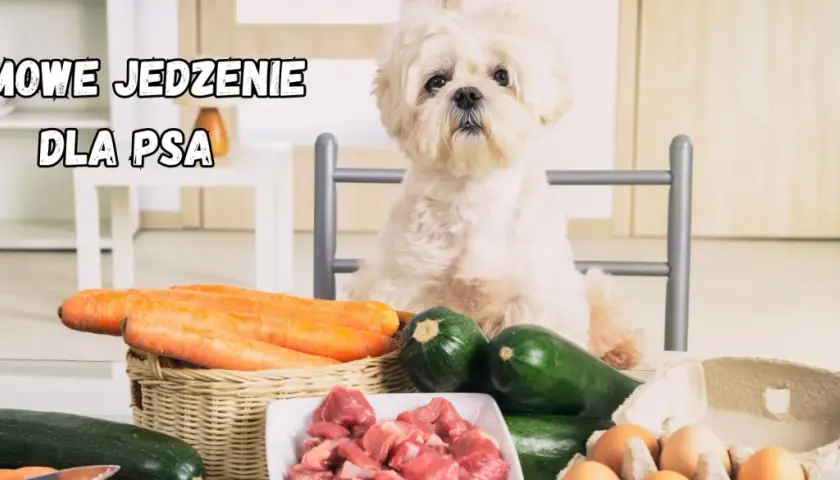 Uroczy piesek czeka na domowe jedzenie dla psa. Na stole marchewki, cukinia, mięso i jajka – idealne składniki do gotowania.