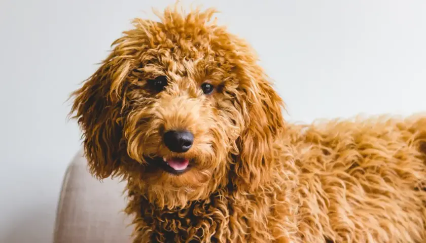 Uroczy, kudłaty piesek rasy Goldendoodle, z puszystą, rudą sierścią, wygląda jak żywe doodle pieski.
