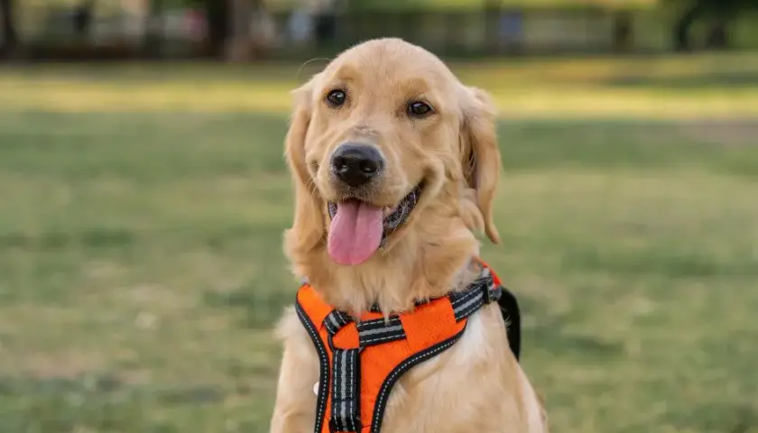 Obroża czy szelki dla golden retrievera - co wybrać, by uniknąć problemów?