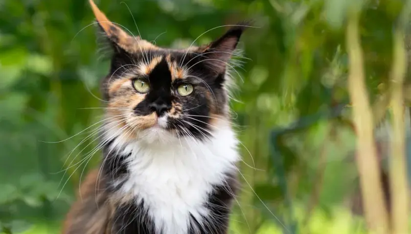 Piękna szylkretka Maine Coon z zielonymi oczami i bujnym futrem, otoczona zielenią.