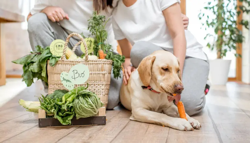 Pies zajada marchewkę obok koszyka z bio warzywami. Czy pies może mango? Nie, ale marchewka mu smakuje!