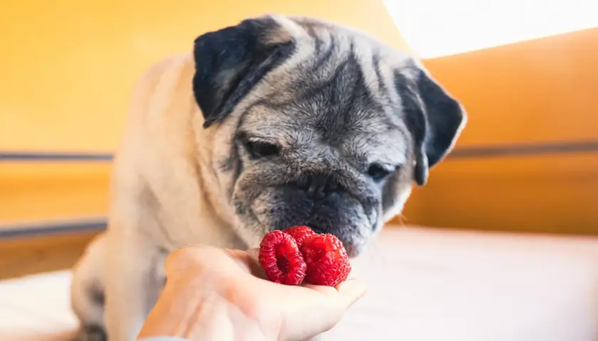 Mops wącha maliny na dłoni. Czy pies może jeść maliny? Tak, w małych ilościach.