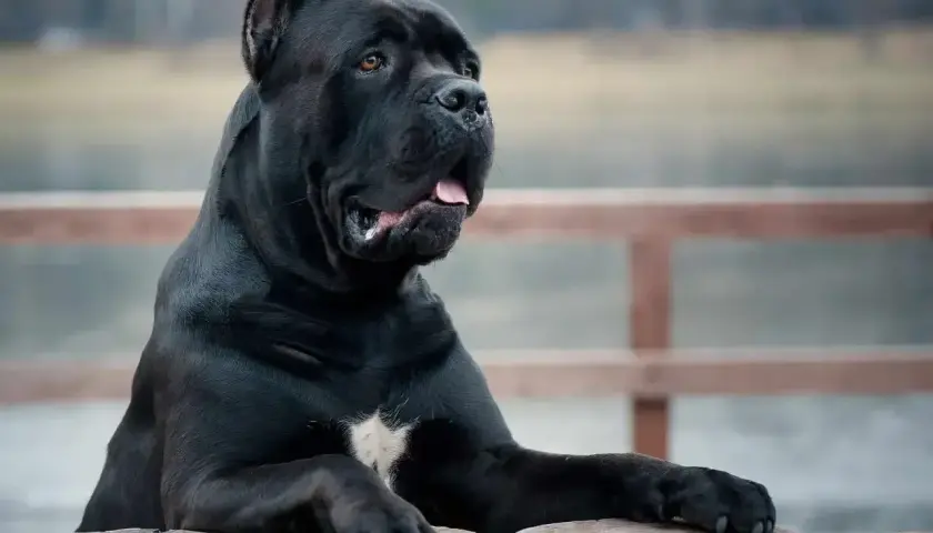 Potężny, czarny pies rasy cane corso, największy przedstawiciel tej rasy, opiera się o drewniane słupki.