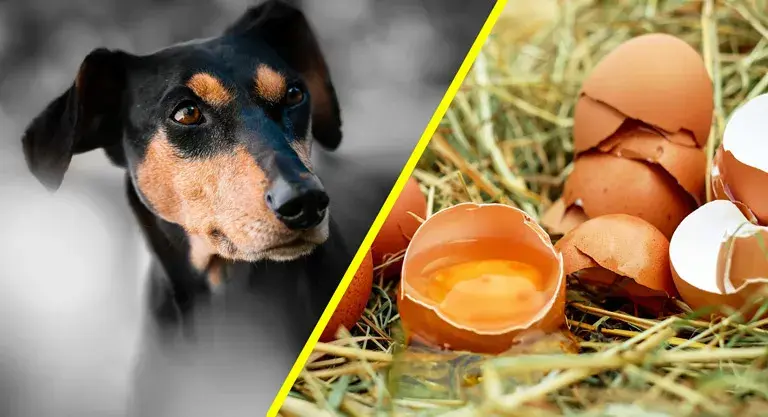 Czy pies może jeść skorupki od jajka? Sprawdź, co musisz wiedzieć