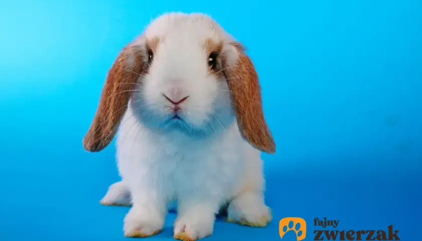 Uroczy królik rasy baranek miniaturowy, z długimi, zwisającymi uszami, siedzi na niebieskim tle.