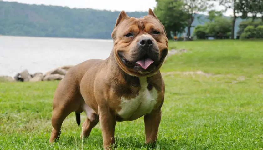 Potężny american bully standard, brązowy z białym znaczeniem, stoi na trawie nad jeziorem.