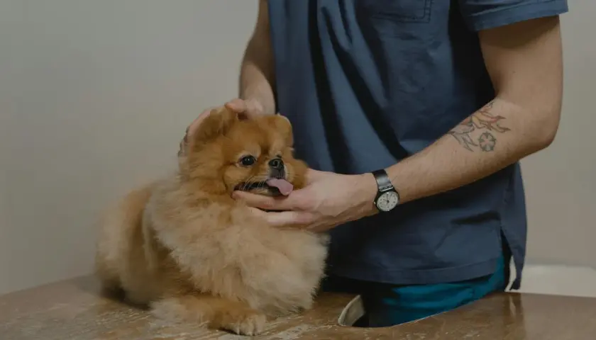 Weterynarz bada małego, puszystego psa rasy pomeranian. Piesek ma wystawiony język, a weterynarz delikatnie głaszcze go po głowie.