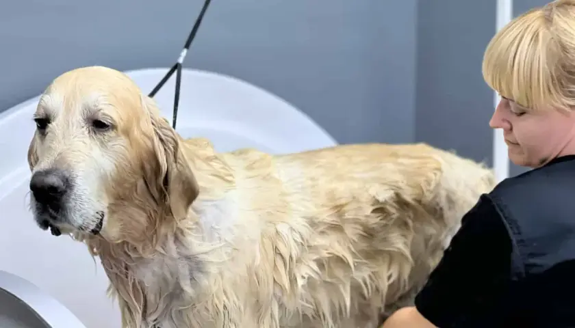 Złoty retriever w wannie, mokry podszerstek u psa, groomerka go myje.