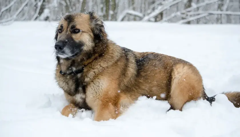 Duży, kudłaty pies rasy leonberger leży w śniegu. Zastanawiasz się nad jego ceną?