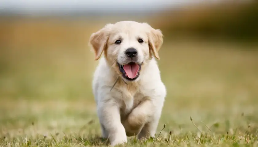 Szczeniak golden retriever miniaturka biegnie przez trawę z radosnym wyrazem pyska.