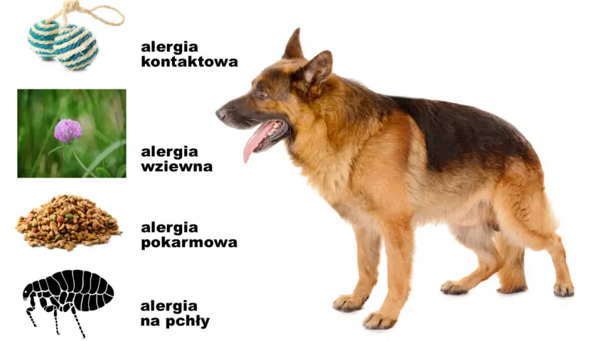 Owczarek niemiecki, który się drapie, obok symboli alergii: kontaktowej, wziewnej, pokarmowej i na pchły.