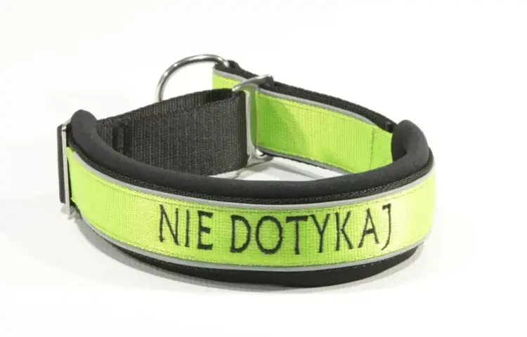 Najlepsza obroża dla dużego psa - jak uniknąć nieodpowiedniego wyboru