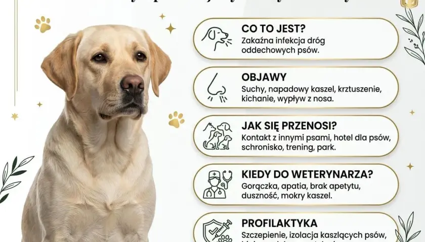 Labrador z objawami kaszlu kenelowego u psa: suchy kaszel, kichanie, gorączka. Informacje o przyczynach, objawach i profilaktyce.