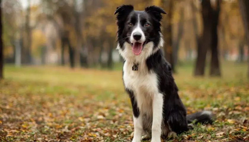 Border collie usposobienie: pies siedzi w jesiennym parku, zadowolony, z językiem na wierzchu.
